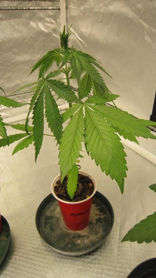 Mimosa - Breakfast, Wake-and-Bake. Week 3 - Plant #2