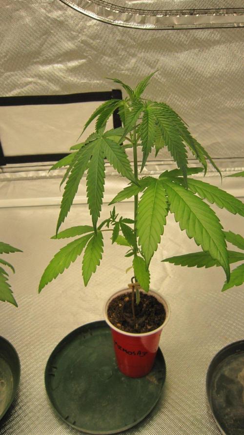 Mimosa - Breakfast, Wake-and-Bake. Week 3 - Plant #3