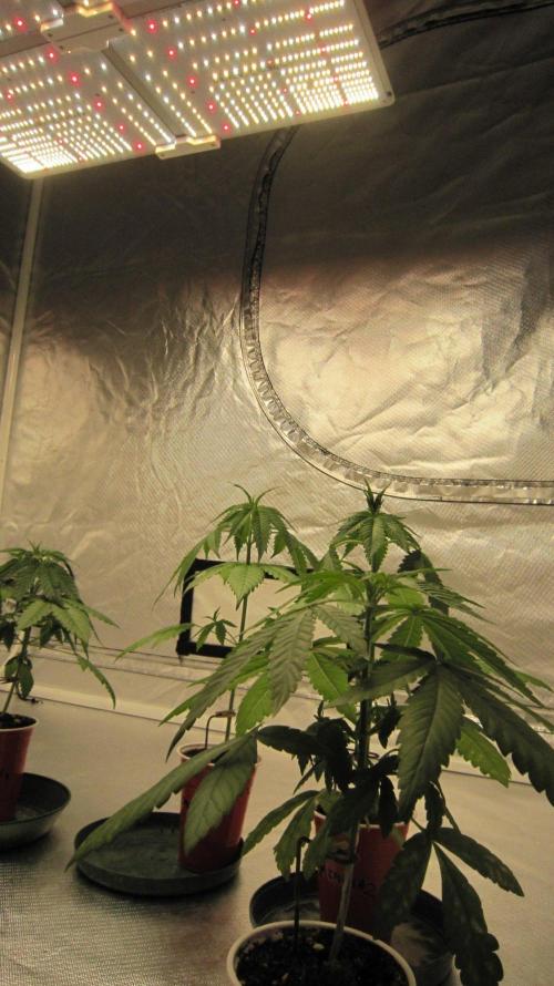 Mimosa - Breakfast, Wake-and-Bake. Week 3 - Spider Farmer Light.