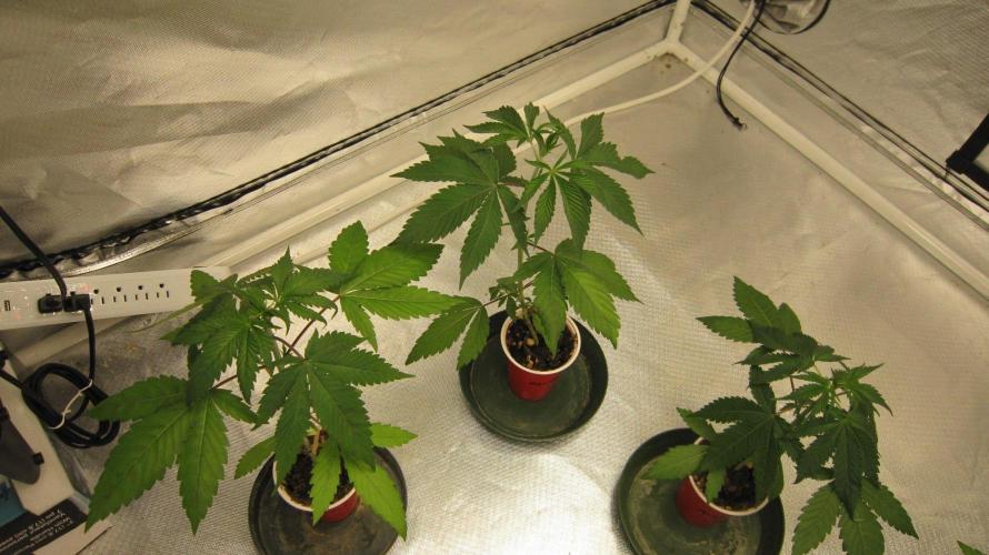 Kush Mints - Minty Flavor Hunt. Week 3 - Kush Mints