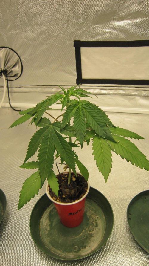 Kush Mints - Minty Flavor Hunt. Week 3 - Plant #1