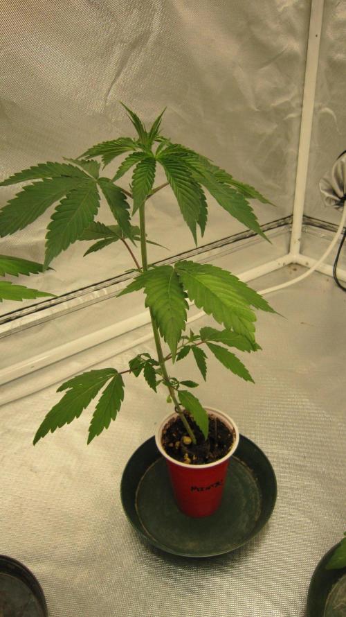 Kush Mints - Minty Flavor Hunt. Week 3 - Plant #2