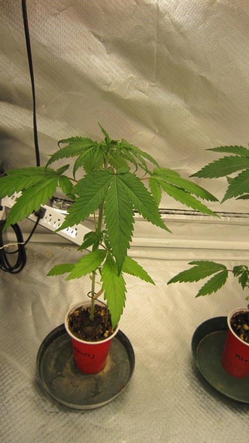 Kush Mints - Minty Flavor Hunt. Week 3 - Plant #3