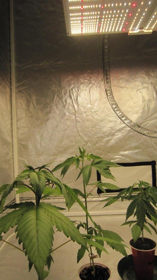Kush Mints - Minty Flavor Hunt. Week 3 - Spider Farmer Light SF-4000