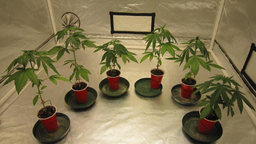 Kush Mints - Minty Flavor Hunt. Week 3 - All the plants in this tent Kush Mints is left Mimosa is left.