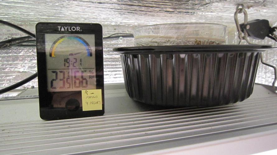Grapes by UKHTA. Week 0 - Put in a warm dark spot and check after 24 hours.