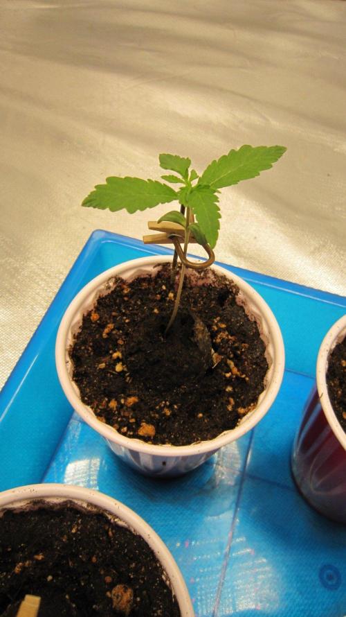 Grapes by UKHTA. Week 0 - Plant #1