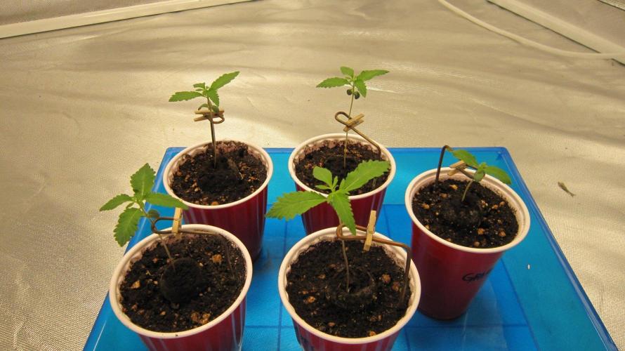 Grapes by UKHTA. Week 0 - 5 seedlings came up