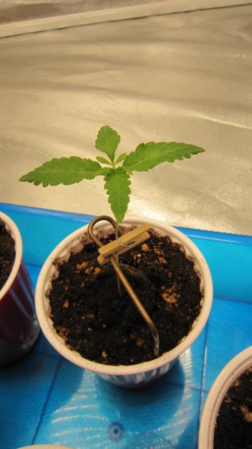 Grapes by UKHTA. Week 0 - Plant #3