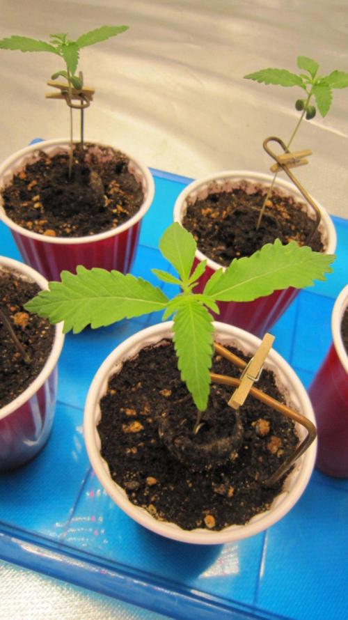 Grapes by UKHTA. Week 0 - Plant #4