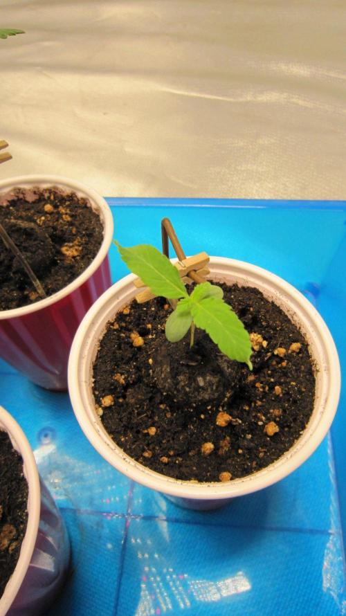 Grapes by UKHTA. Week 0 - Plant #5 about 2 days behind.