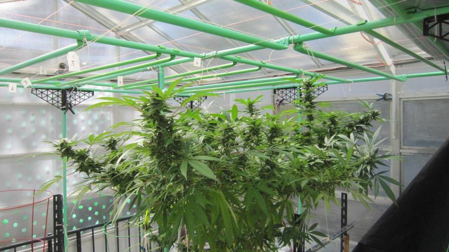 Gorilla Gelato - Ganja Seeds. Week 23 - Sister Gorilla Gelato - Sis GG - 