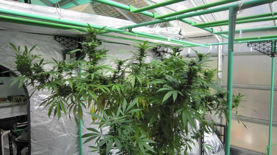Gorilla Gelato - Ganja Seeds. Week 23 - Sis GG