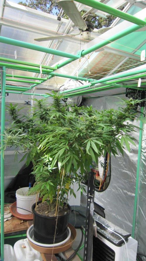 Gorilla Gelato - Ganja Seeds. Week 23 - Sis GG
