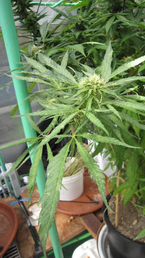 Gorilla Gelato - Ganja Seeds. Week 23 - Sis GG, is still producing those weird leaves