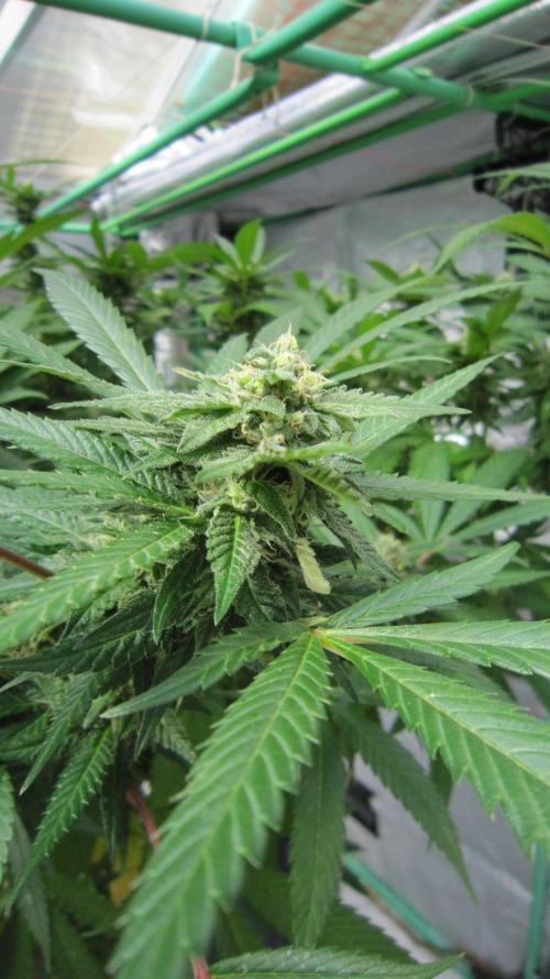 Gorilla Gelato - Ganja Seeds. Week 23 - Sis GG