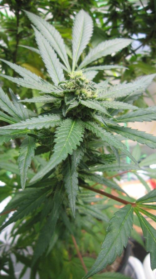Gorilla Gelato - Ganja Seeds. Week 23 - Sis GG