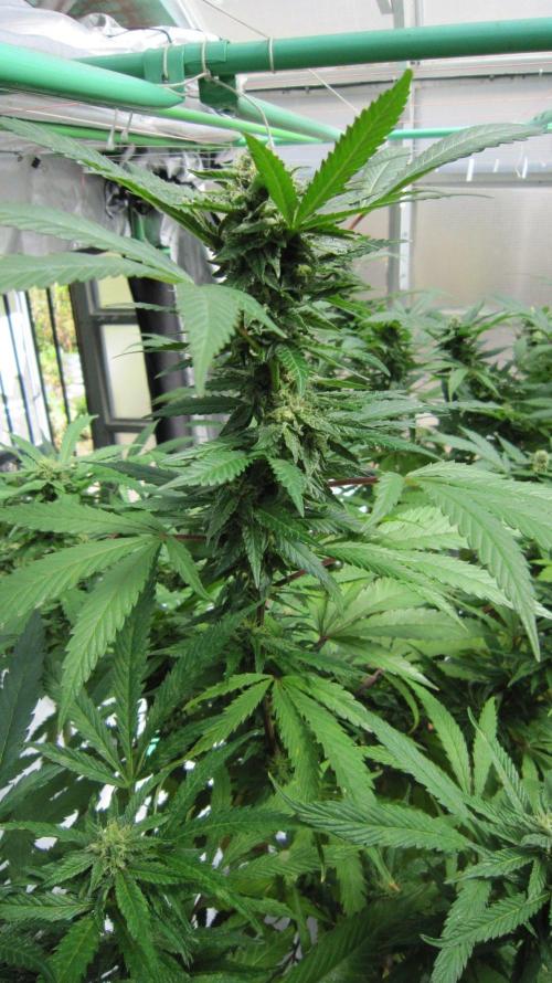 Gorilla Gelato - Ganja Seeds. Week 23 - Sis GG