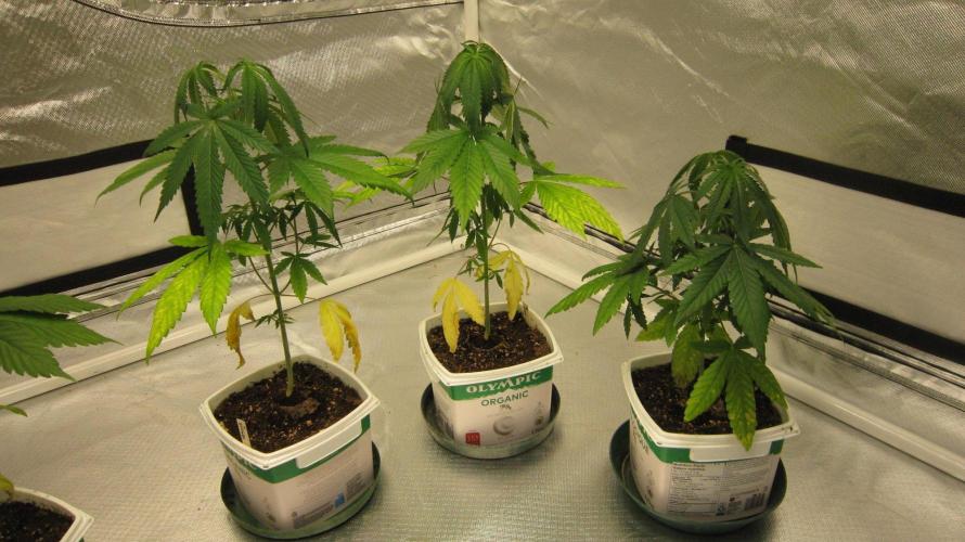 Mimosa - Breakfast, Wake-and-Bake. Week 4 - Mimosa - They got really dry between waterings, 2 times in a row.