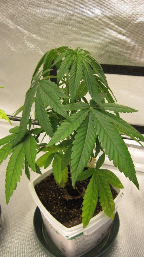 Mimosa - Breakfast, Wake-and-Bake. Week 4 - Plant #1