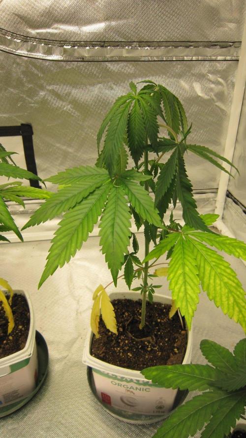 Mimosa - Breakfast, Wake-and-Bake. Week 4 - Plant #2