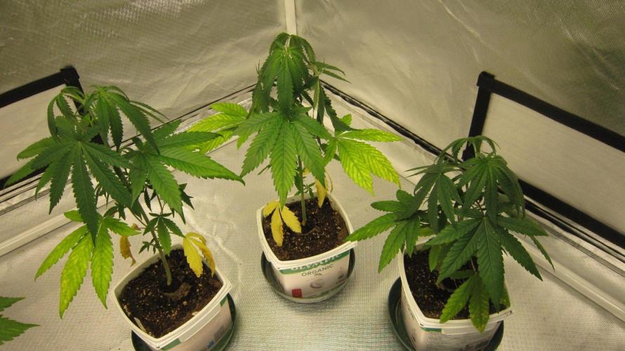 Mimosa - Breakfast, Wake-and-Bake. Week 4 - Mimosa, were all topped last week and repotted.