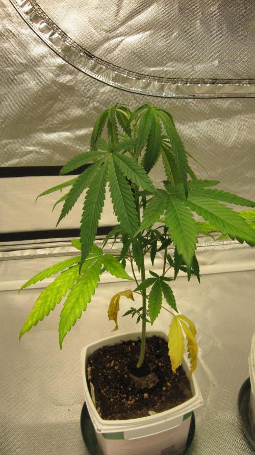 Mimosa - Breakfast, Wake-and-Bake. Week 4 - Plant #3