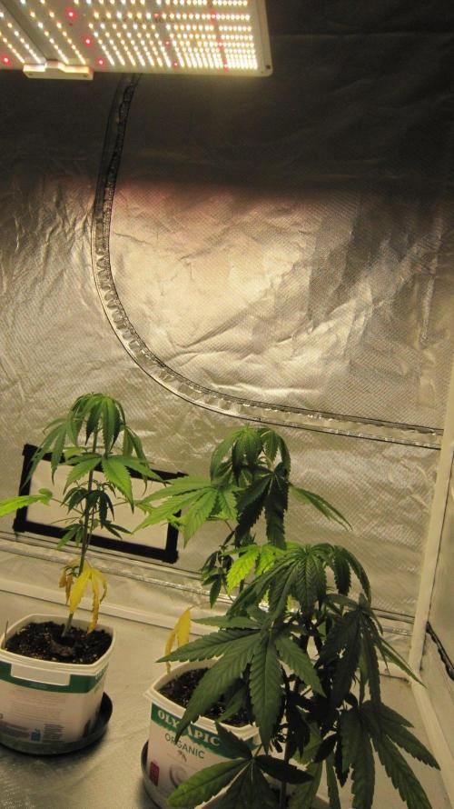 Mimosa - Breakfast, Wake-and-Bake. Week 4 - Spider Farmer Light SF-4000