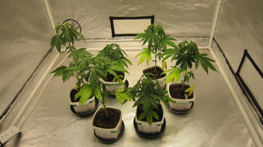 Kush Mints - Minty Flavor Hunt. Week 4 - Kush Mints - Woke them up to take pics. So they look a little wilty.