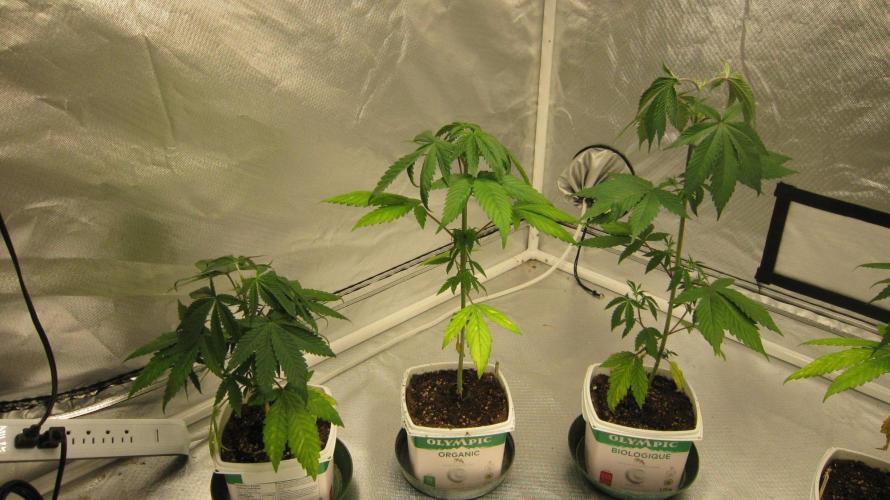 Kush Mints - Minty Flavor Hunt. Week 4 - 3 Kush Mints. Repotted them and topped them last week.