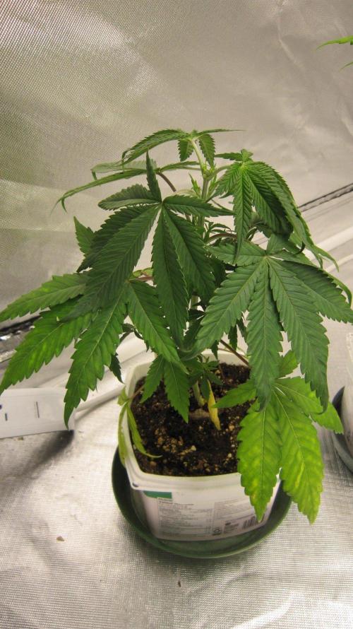 Kush Mints - Minty Flavor Hunt. Week 4 - Plant #1