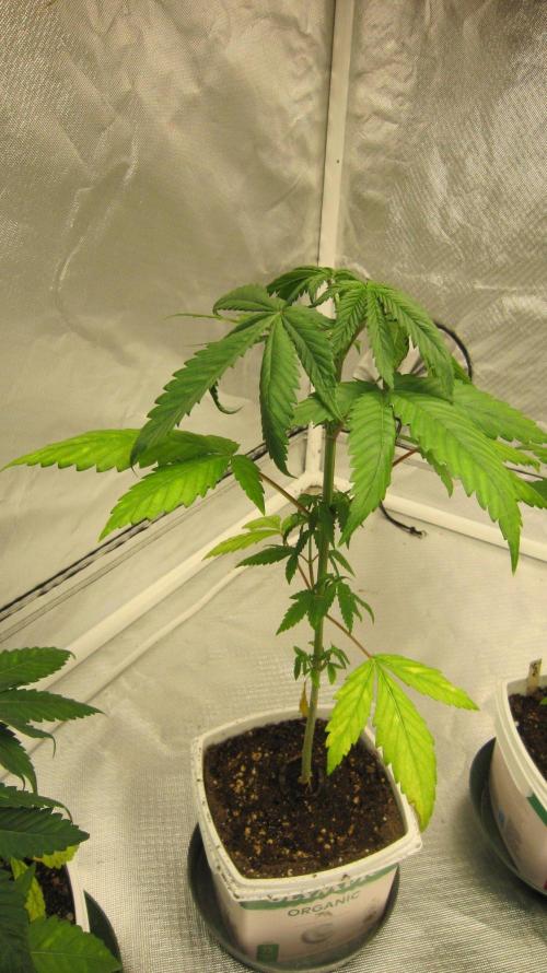 Kush Mints - Minty Flavor Hunt. Week 4 - Plant #2