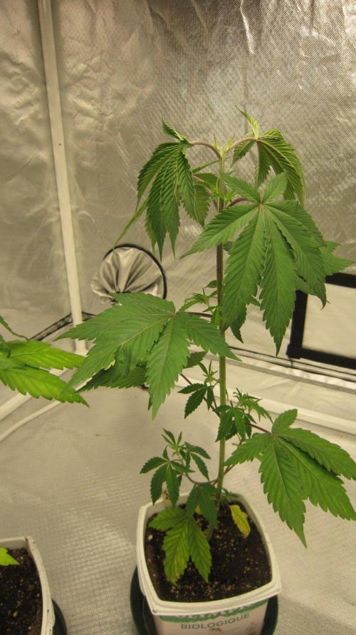 Kush Mints - Minty Flavor Hunt. Week 4 - Plant #3