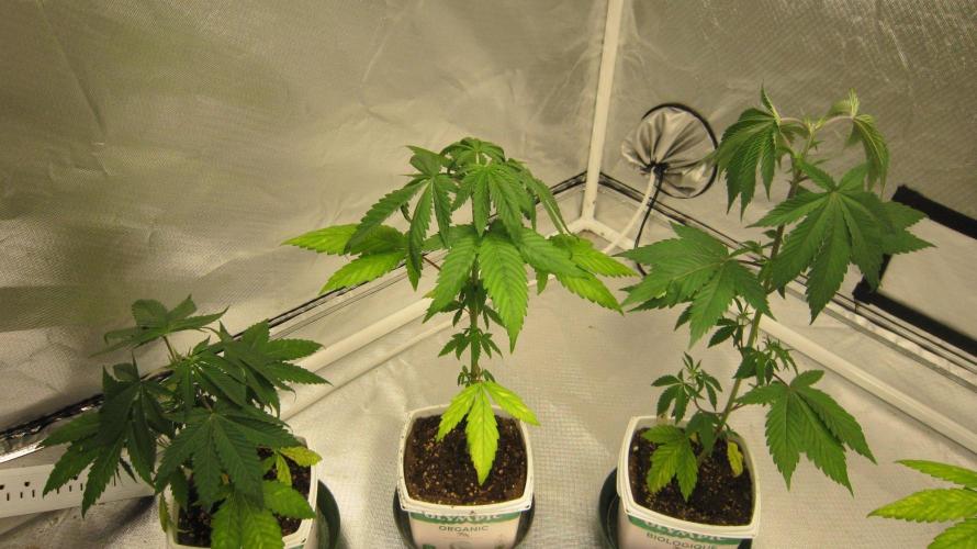 Kush Mints - Minty Flavor Hunt. Week 4 - Kush Mints - 3 Plants