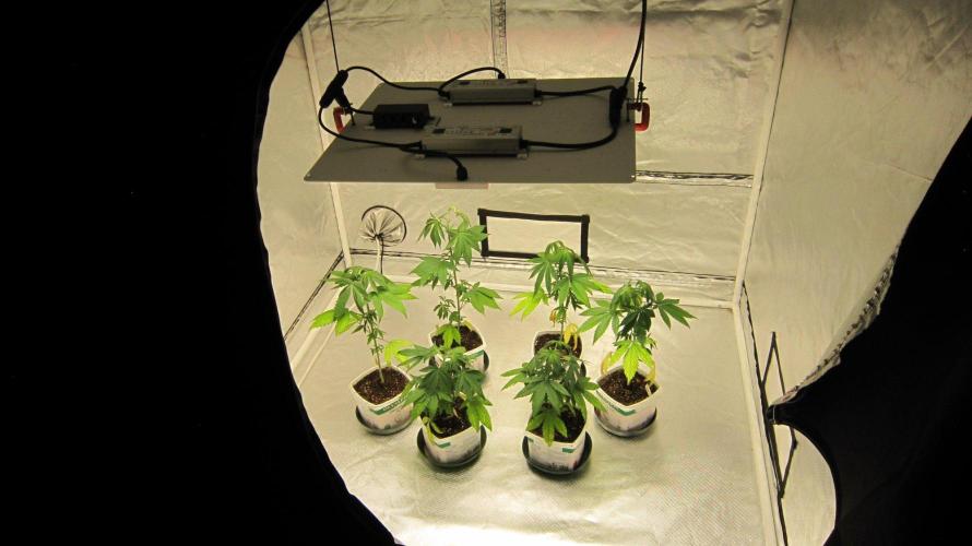 Kush Mints - Minty Flavor Hunt. Week 4 - Kush mints left, Mimosa Right.