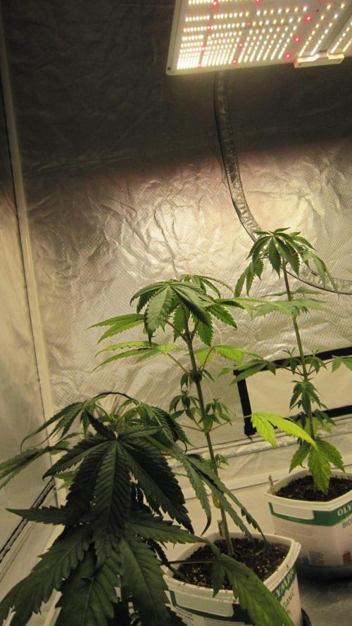 Kush Mints - Minty Flavor Hunt. Week 4 - Spider Farmer Light SF-4000