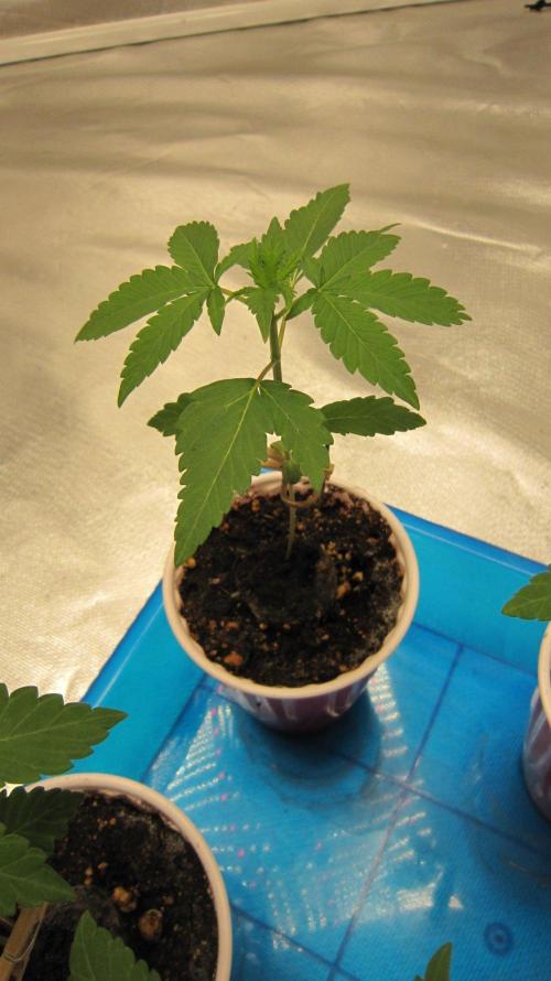 Grapes by UKHTA. Week 1 - Plant #1