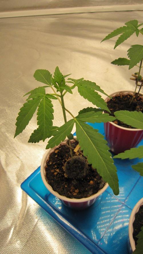 Grapes by UKHTA. Week 1 - Plant #2