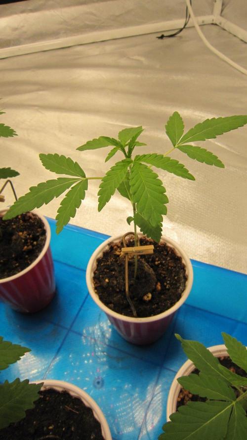Grapes by UKHTA. Week 1 - Plant #3