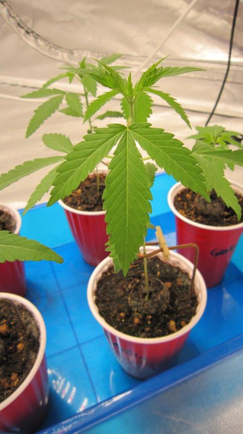 Grapes by UKHTA. Week 1 - Plant #4