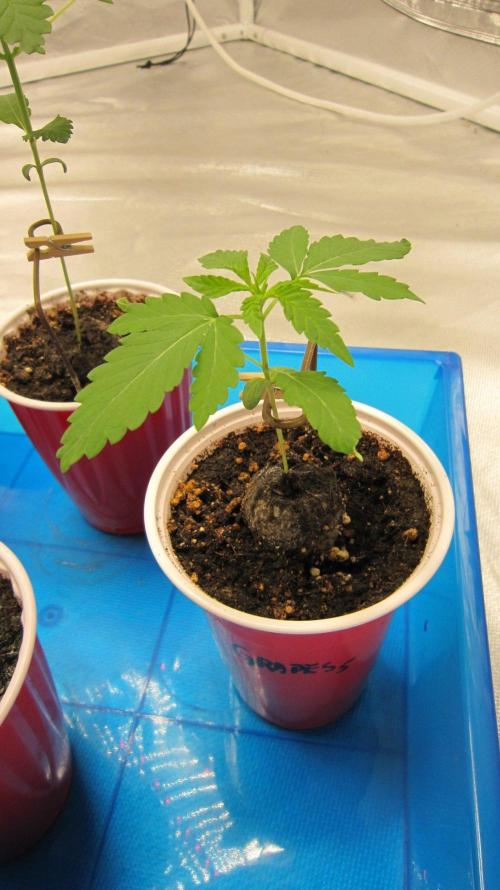 Grapes by UKHTA. Week 1 - Plant #5