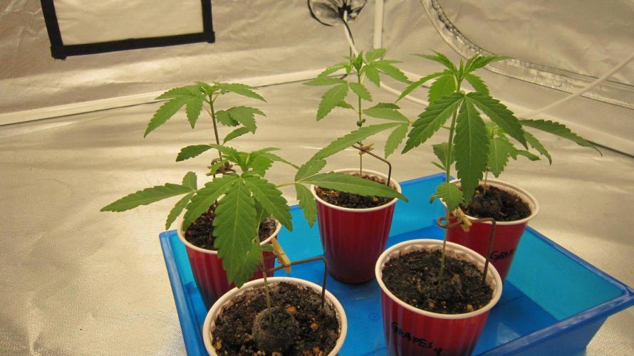 Grapes by UKHTA. Week 1 - Grapes. 5 Seedlings