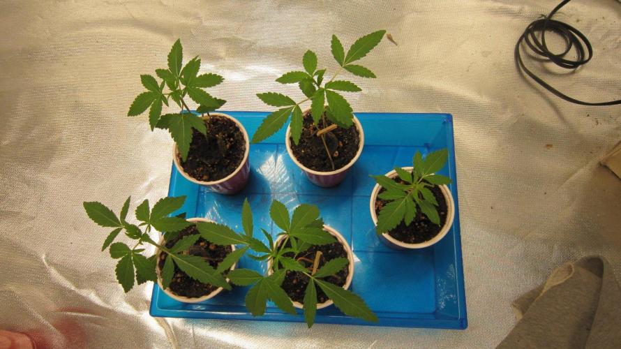 Grapes by UKHTA. Week 1 - 5 Seedlings of grapes
