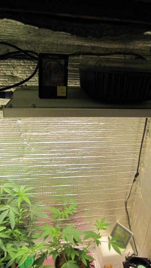 🦍Gorilla👩🏻‍🍳Cookies by Seed Stockers. Week 0 - A warm and darkish spot.