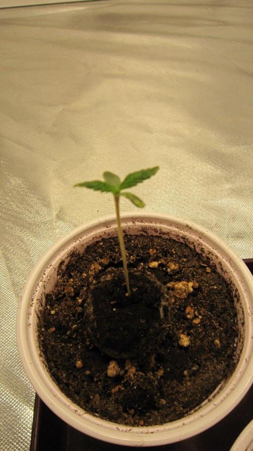 🦍Gorilla👩🏻‍🍳Cookies by Seed Stockers. Week 0 - Seedling #2