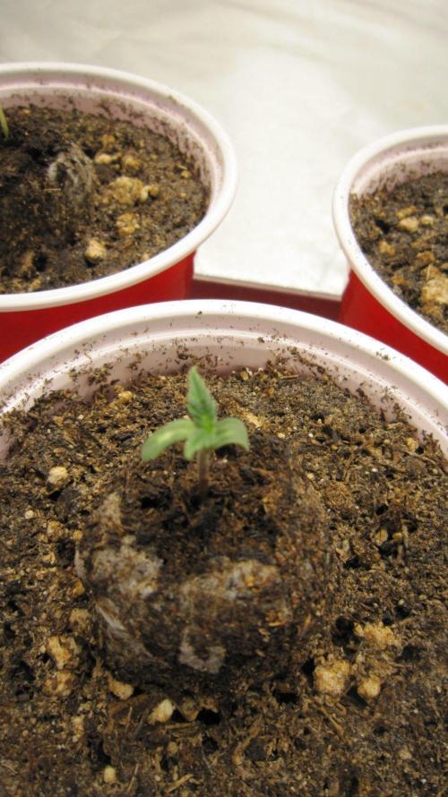 🦍Gorilla👩🏻‍🍳Cookies by Seed Stockers. Week 0 - Seedling #1
