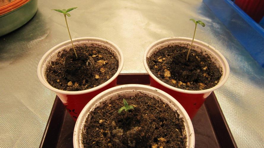🦍Gorilla👩🏻‍🍳Cookies by Seed Stockers. Week 0 - 10 days later