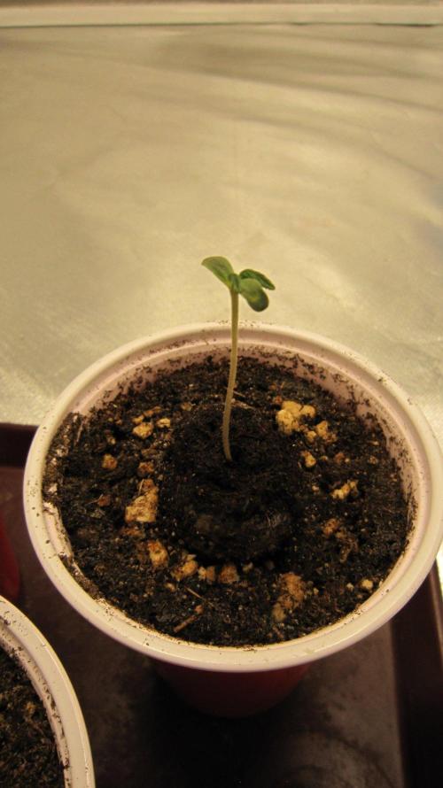 🦍Gorilla👩🏻‍🍳Cookies by Seed Stockers. Week 0 - Seedling #3