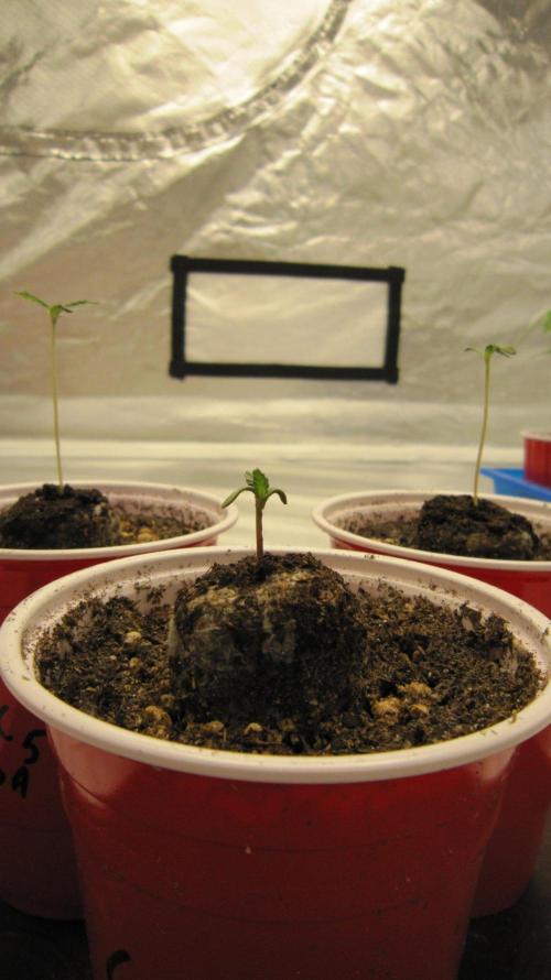 🦍Gorilla👩🏻‍🍳Cookies by Seed Stockers. Week 0 - The 3 good ones.