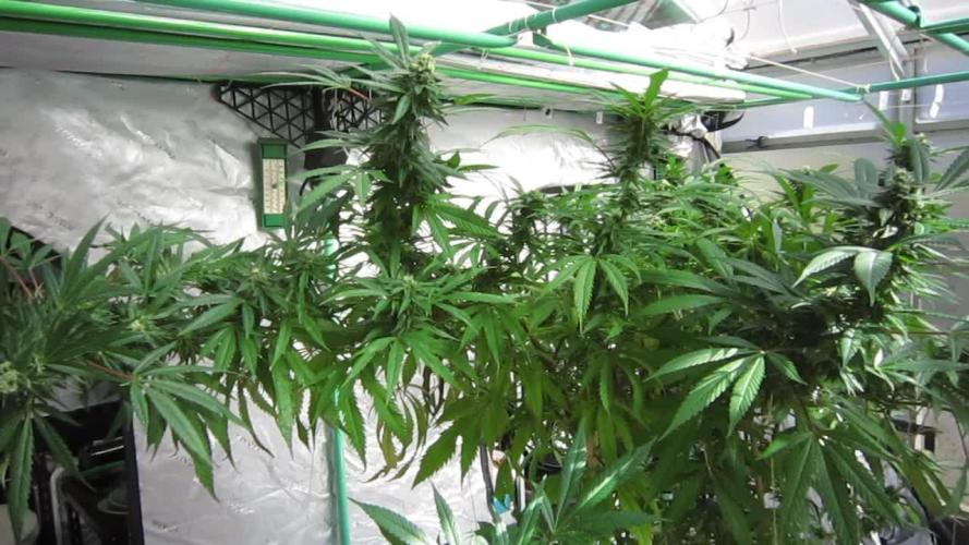 Gorilla Gelato - Ganja Seeds
